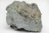 Bargain, Isotelus Trilobite - Mt Orab, Ohio #216683-2